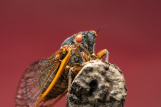 Cicada COVID Variant Symptoms: What Bollywood Films Got Right About Pandemic Fears