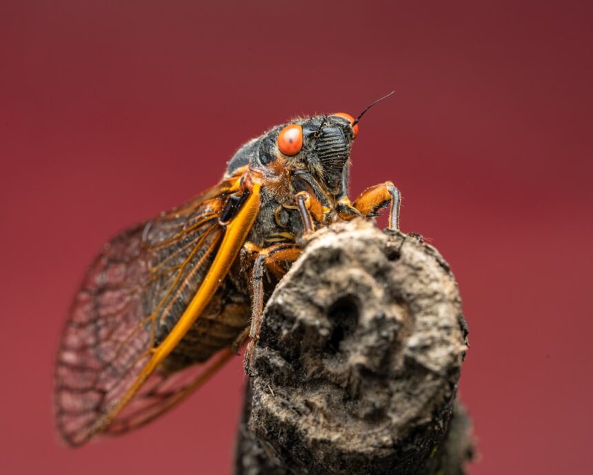 Cicada COVID Variant Symptoms: What Bollywood Films Got Right About Pandemic Fears