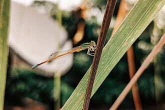 OnePlus 12, iPhone 15 Pro Max या Samsung Galaxy S24? 2026 में कौन सा Mobile Phone लेना चाहिए