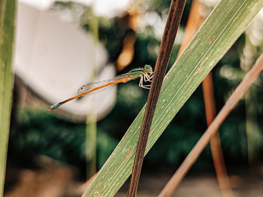 OnePlus 12, iPhone 15 Pro Max या Samsung Galaxy S24? 2026 में कौन सा Mobile Phone लेना चाहिए