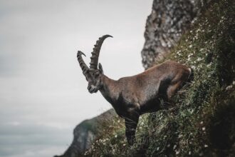 Capricorn Horoscope Today April 21, 2026: Tech Planets Favor Your Career Growth