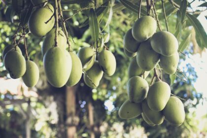 మామిడి meets Technology: How AI और Sensors बना रहे Mango Farming को Smart